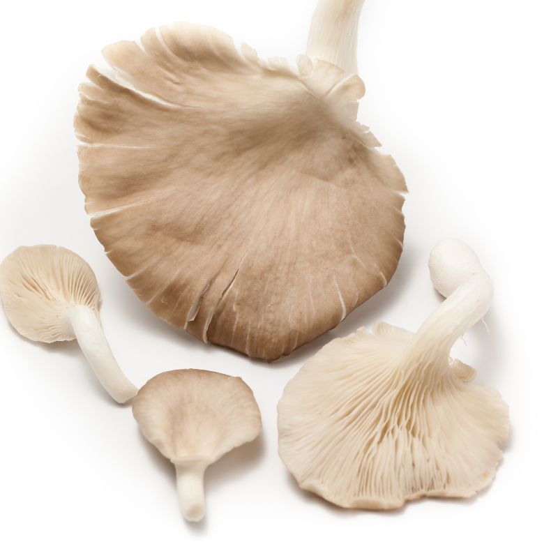 BIO Austernpilze Inland