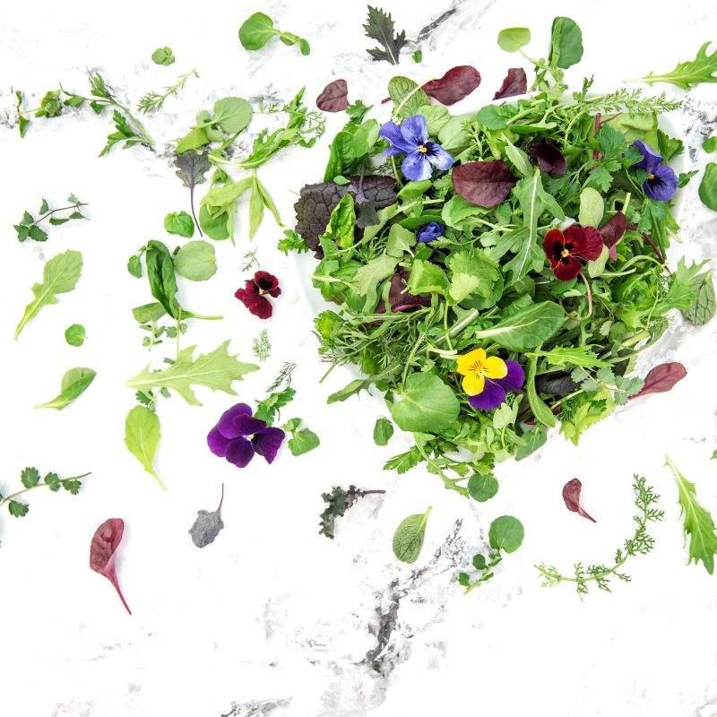 BIO Wildkräutersalat Inland