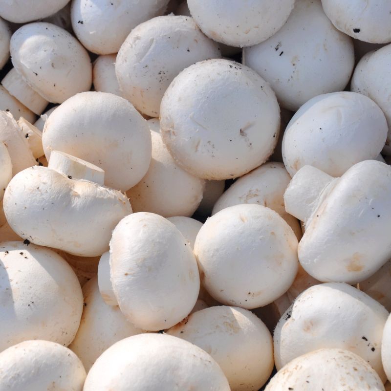 Champignon weiß