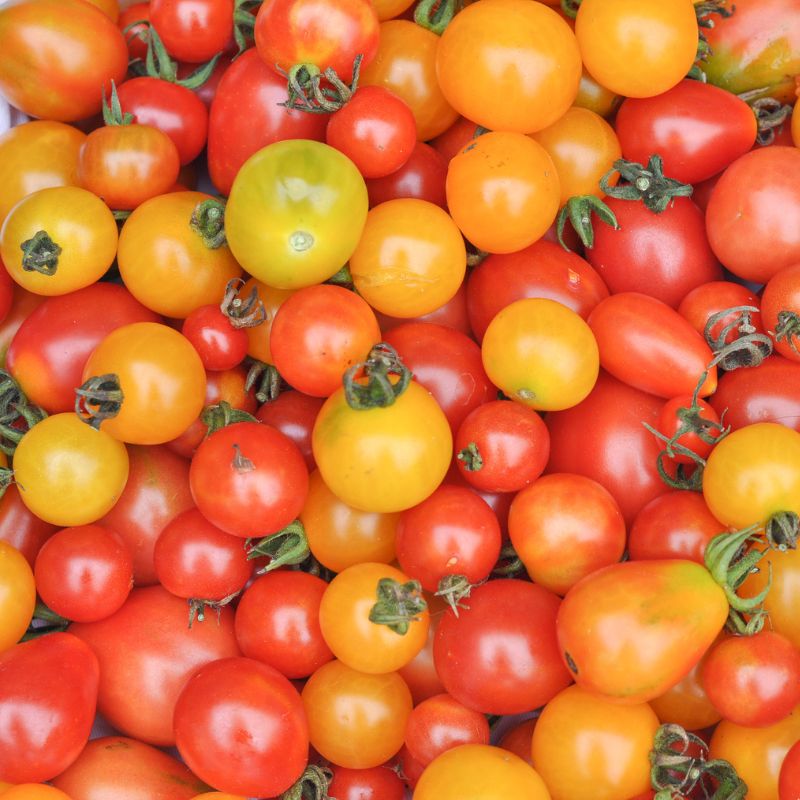 Cocktailtomaten Mix
