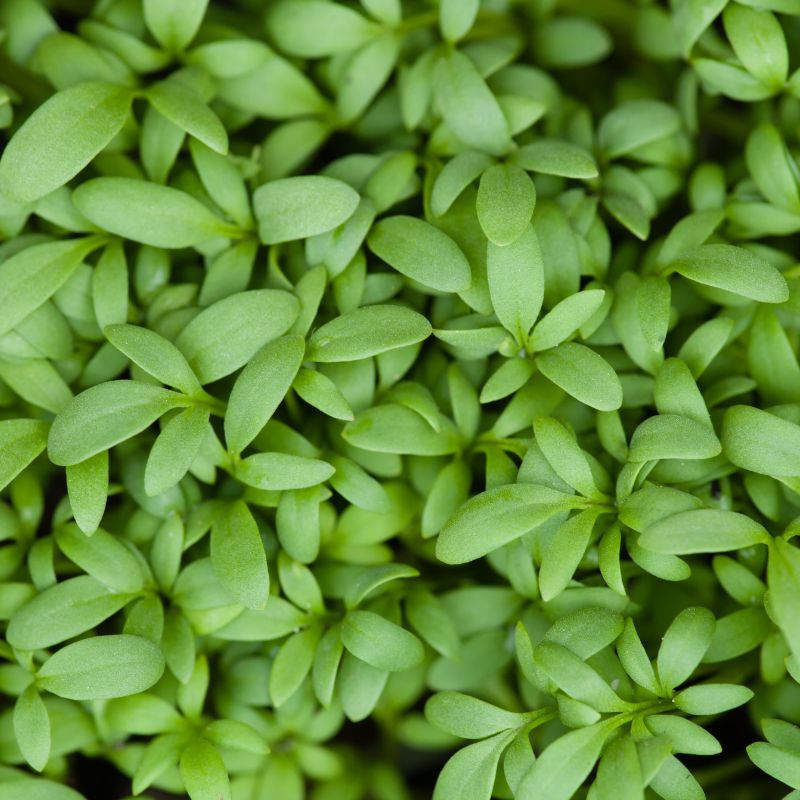 Gartenkresse