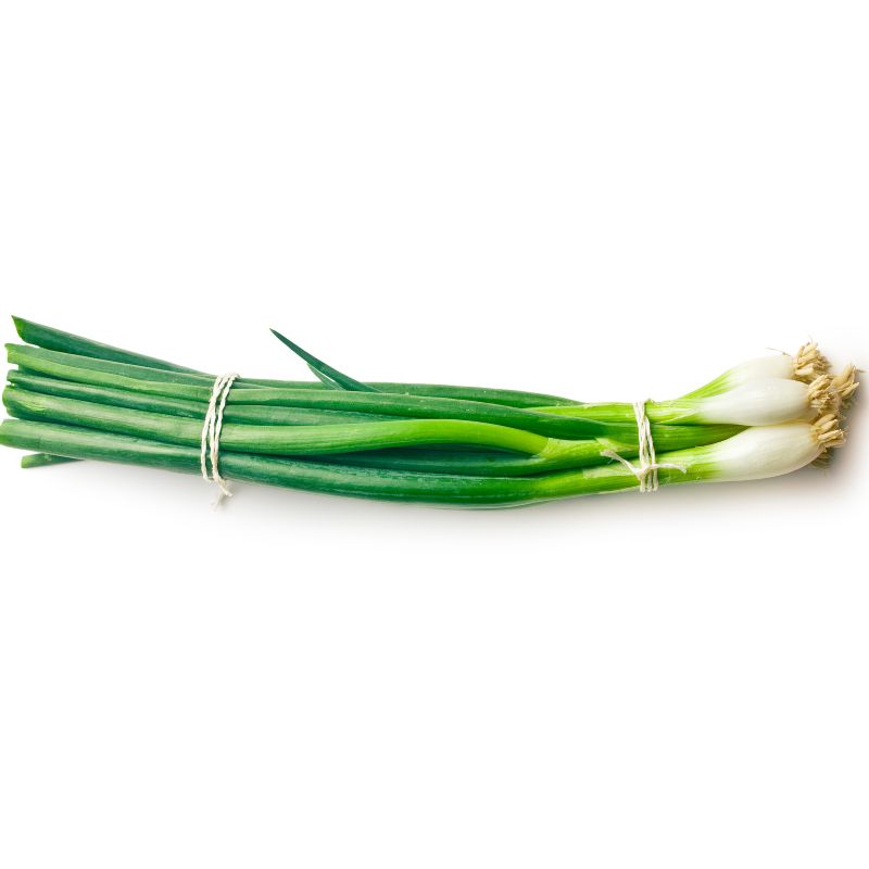 Jungzwiebel Bund