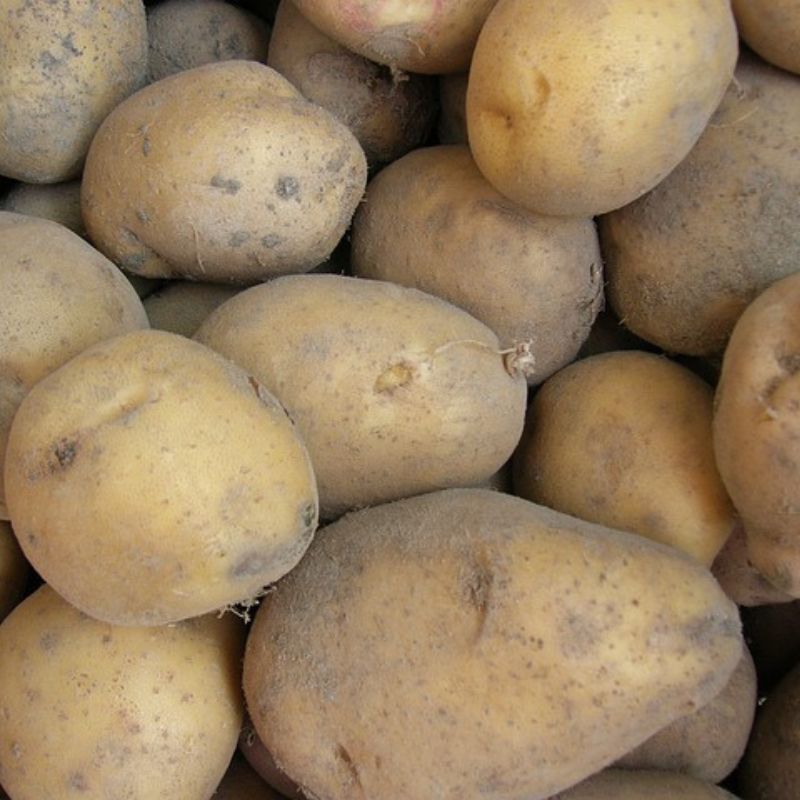 Kartoffel mehlig ungewaschen