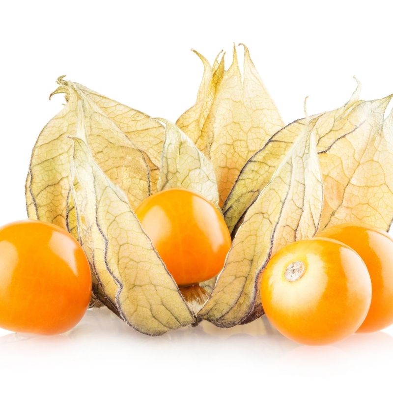 Physalis Tasse