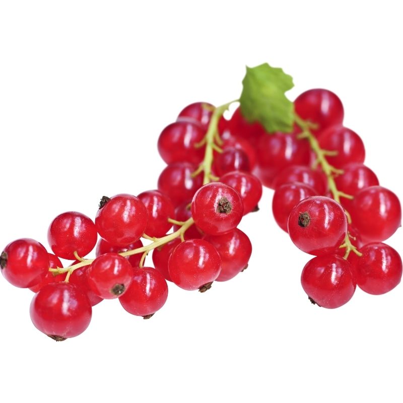 Ribisel 250g