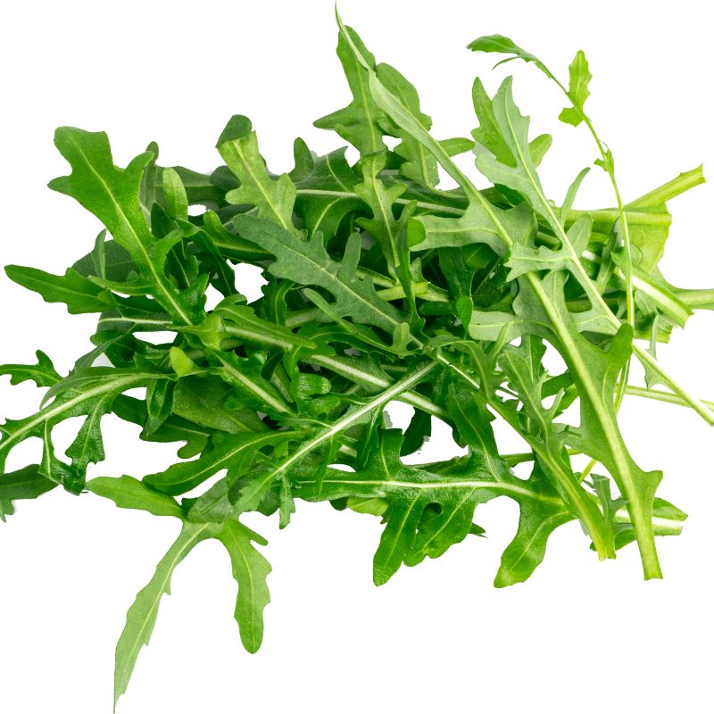 Rucola
