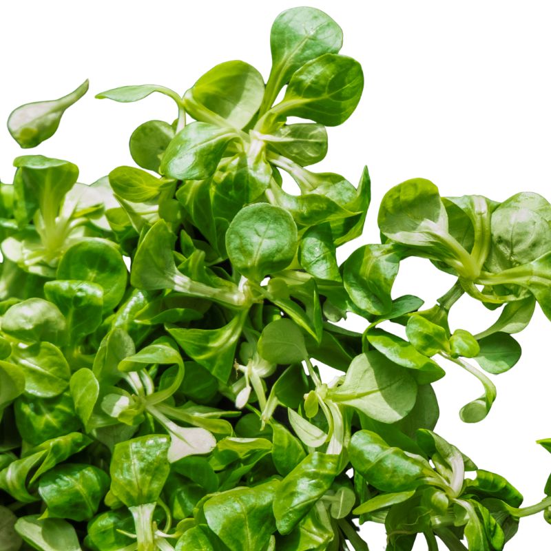 Vogerlsalat