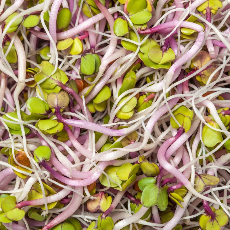 Sprossen Mix