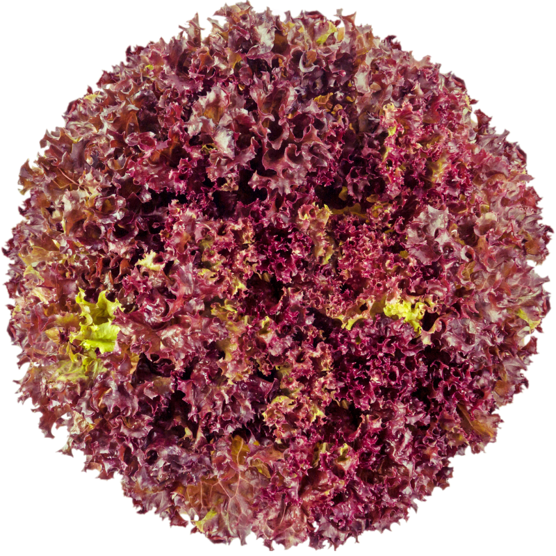 Lollo Rosso handgeputzt