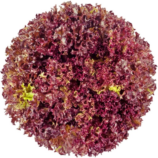 [10215ATBIO] BIO Lollo Rosso Inland