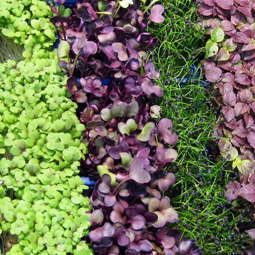 [10400ATBIO] BIO Microgreen Mix Inland