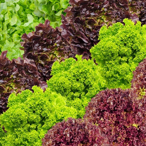 [10220ATBIO] BIO Mixsalat Inland