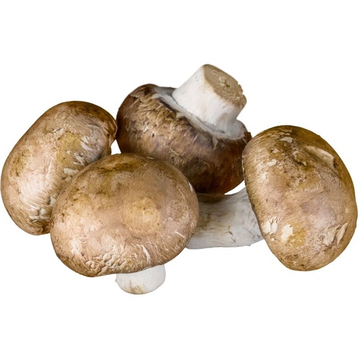 [10503] Champignon braun