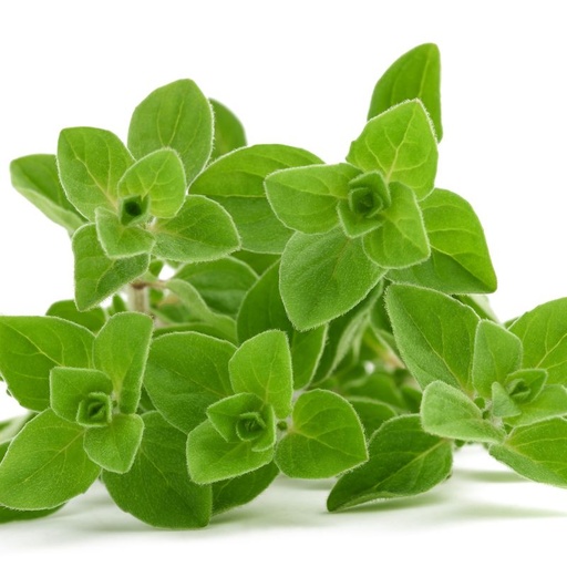 [10315] Oregano Bund