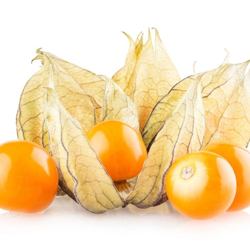 [11611] Physalis Tasse