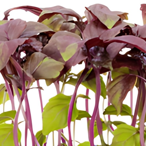 [10401] Shiso Kresse Mix